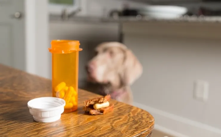 Can Pharmacies Fill Pet Prescriptions? What You Should Know